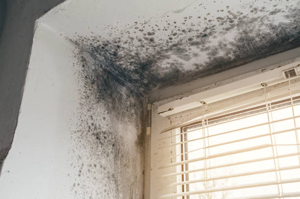 Affordable Mold Removal solutions in Fort Belvoir, VA