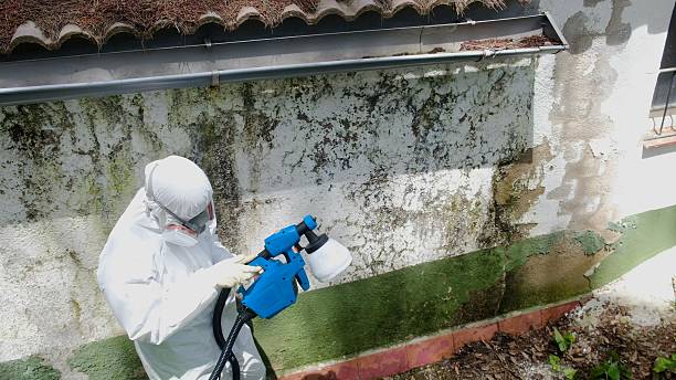 Top rated local Mold Removal specialists in Fort Belvoir, VA
